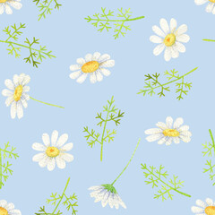 White daisy seamless pattern. Watercolor wildflowers on sky-blue background