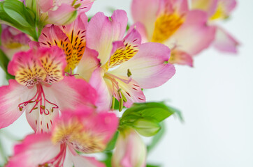 Flowers on a light background. Background for postcards and banners on