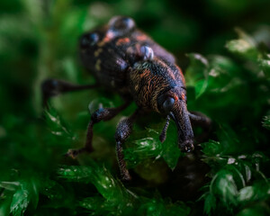 Macrophotography of a snout beetle. Bug in the moss close up. Curculionidae insect. Beautiful nature concept.