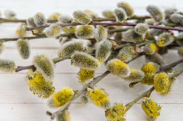 Willow. The Orthodox holiday is Palm Sunday. Banner for congratulations © Марина Ульянова
