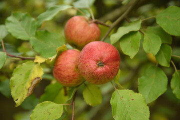 Fresh apples still on the tree