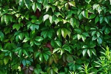 Fototapeta na wymiar Fence overgrown with green leaves in the garden.