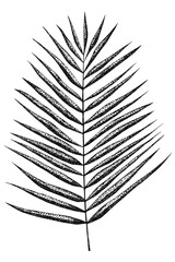 Tropical leaf from the jungle. Hand-drawn graphics.