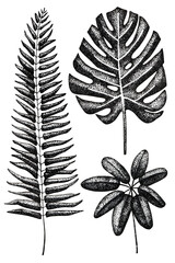 Set of graphics tropical leaves. Leaves and branches from the jungle.