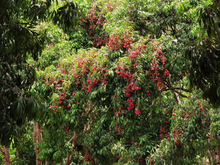 Fototapeta na wymiar Ripe lychee fruits on tree in the plantation