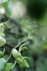 Aristolochia debilis. Aristolochia sinarum Lindl. Aristolochia recurvilabra Hance.