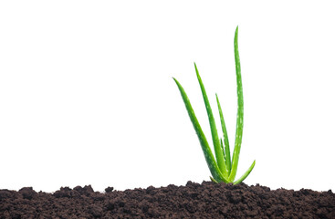 Aloe vera is planted in fertile soil isolated on a white background.