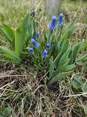 Obraz premium spring flowers in the grass