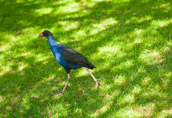 Australasian swamphen walking on a grass
