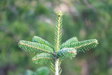 Pine branch in nature