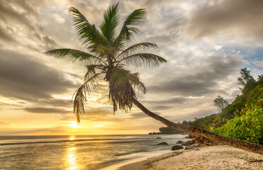 Obraz na płótnie Canvas Lonely palm under the setting sun in the Seychelles