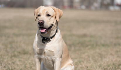 Adorable Labrador dog in the park