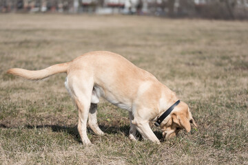 Naklejka na ściany i meble Adorable Labrador dog in the park