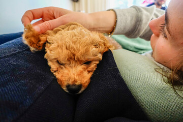 A bichon poo male puppy rests on the shoulder of its owner.