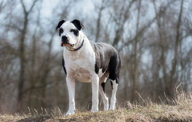 Adorable pitbull terrier in the park