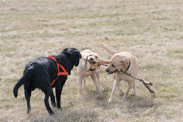 Three Labrador dog playing with a stick in the park