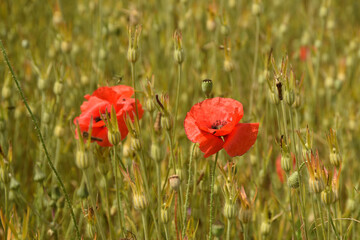 two red poppies in a field