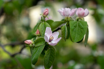 quince tree and flowers from the natural garden