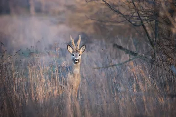 Foto op Canvas Roe deer standing in tall dry grass © viktoriya89