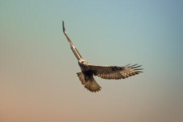 Beautiful bird, rough-legged hawk or buzzard flying in blue sky