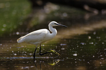 Beautiful little egret fishing in the lake