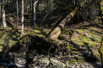a fallen tree in the forest