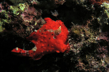 A Painted frogfish also known as Antennarius pictus Cebu Philippines  
