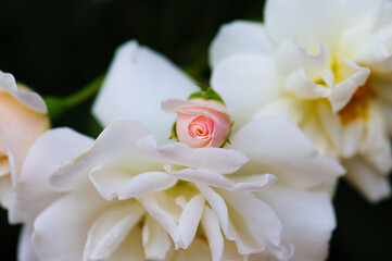 Beautiful soft color of pink and white roses on blurred background.