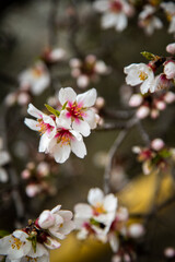 Almond flowers