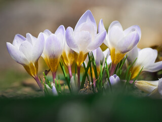 Fototapeta premium Spring crocuses bloom in the garden.
