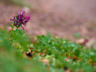 Purple corydalis flowers in forest on early spring