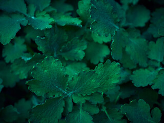 Background of dark green leaves.