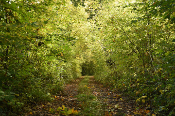 A leafy tunnel track through the countryside 