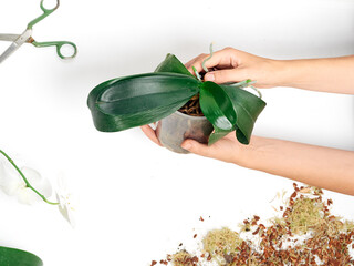 Woman transplanting orchid at home