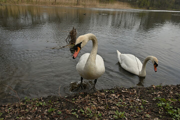Obraz premium Swan, pair of swans, East Park Wrocław Poland, staw, ptaki, wiosna