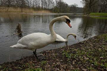 Swan, pair of swans, East Park Wrocław Poland, staw, ptaki, wiosna