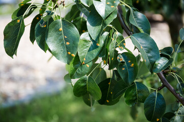 Pear leaves are infected with rust. Fruit plant disease. Influence of juniper spores on fruit-bearing trees. Spraying garden plants. Time to care and preserve the future harvest. Close-up banner