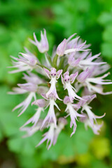 Orchis italica or wild orchid in the pasture of extremadura