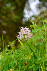 Orchis italica or wild orchid in the pasture of extremadura