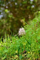 Orchis italica or wild orchid in the pasture of extremadura