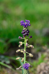 Leopoldia comosa known as hyacinth comoso or wannabe or nazareno is a lively herb with showy purple or blue flowers