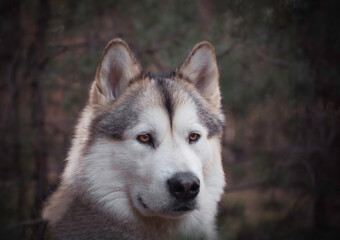 Proud Alaskan Malamute female dog in a professional pet photosession in Kampinos National Park, Warsaw, Poland. Selective focus on the eyes of the animal, blurred background.