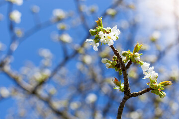 White apple blossoms sprout in spring against blue Sky.
Weiße Apfelblüten sprießen im Frühling vor blauem Hintergrund. 