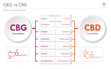 CBG vs CBD, Cannabigerol vs Cannabidiol horizontal business infographic illustration about cannabis as herbal alternative medicine and chemical therapy, healthcare medical vector.