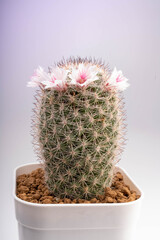 Close up,  Small Pink flowers around Cactus look Like wearing a crown of flowers.