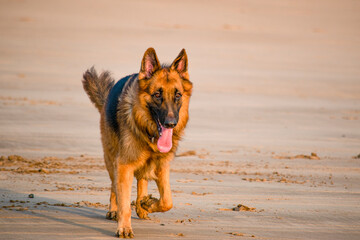 Happy young German shepherd dog playing on beach sand and chasing for something on beach | Young happy German shepherd dog Domestic pet dog playing on beach 
