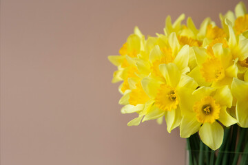 Lush bouquet of yellow daffodils (narcissus) on a gently pink background