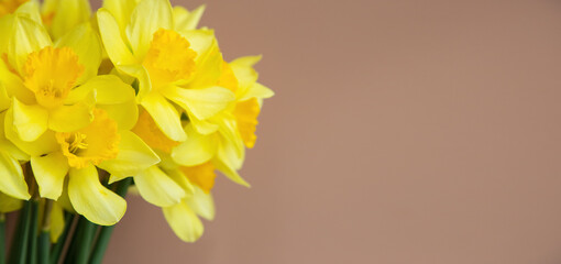 Lush bouquet of yellow daffodils (narcissus) on a gently pink background. Banner