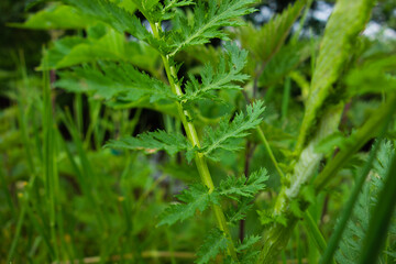 background of various meadow plants and grass in multiple shades of green