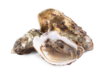 Naklejka premium Fresh raw closed and open oysters on white background